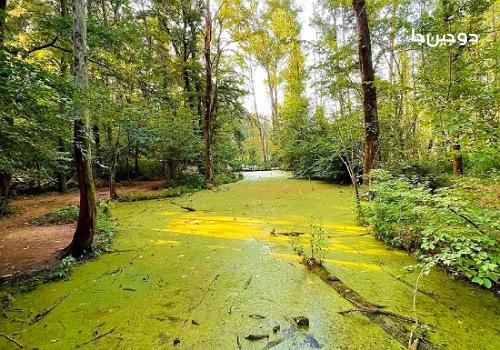 مرداب سراوان رشت در دل جنگل