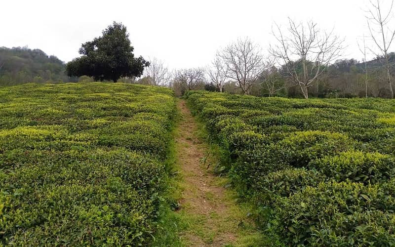 باغ های چای در روستای شیخانبر لاهیجان