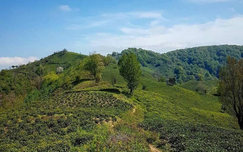 مزارع چای در منطقه شیخانبر