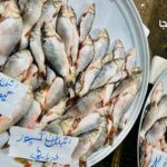 فروش ماهی تازه در بازار رشت