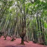 تصویری از درختان جنگل تاریک لاهیجان