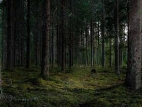 جنگل تاریک در لاهیجان